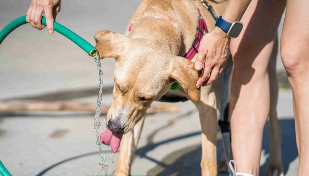 Why Is Your Dog Not Drinking Water 1