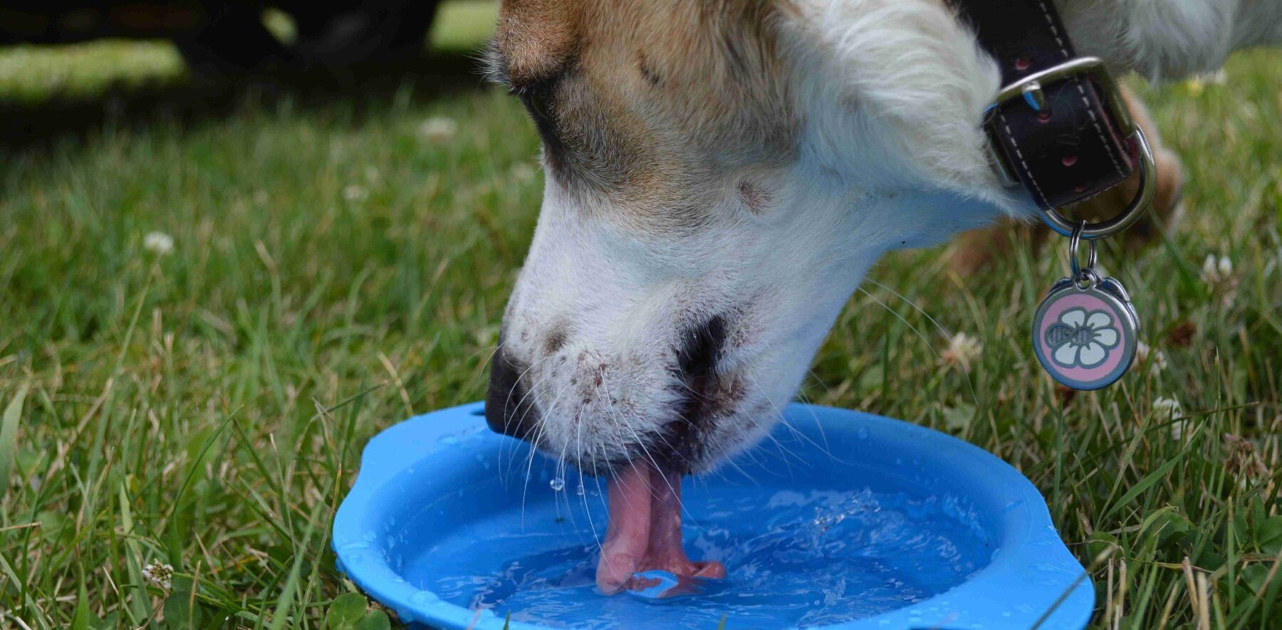 Why Is Your Dog Not Drinking Water may be taste is not good