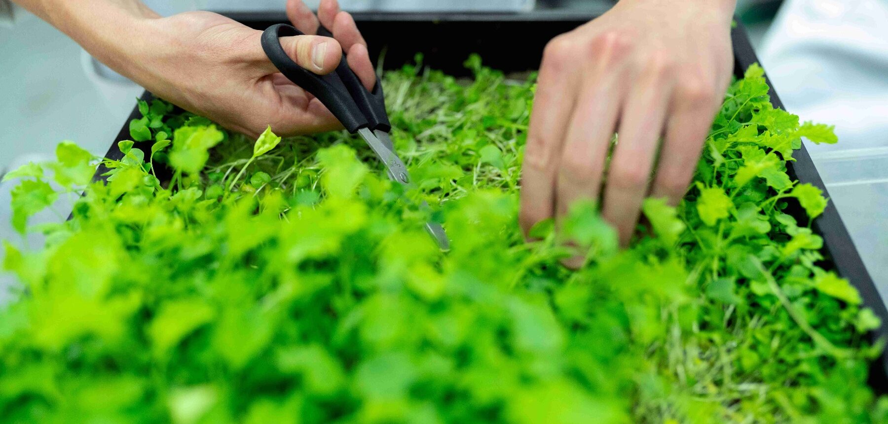 Sustainable Living Benefits