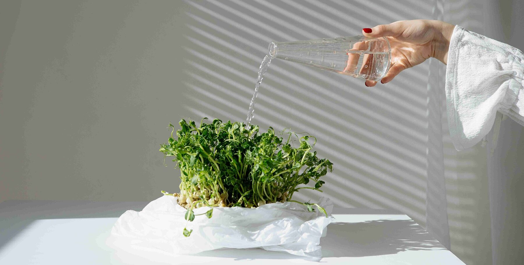 Choosing the Right Plants for vertical gardening