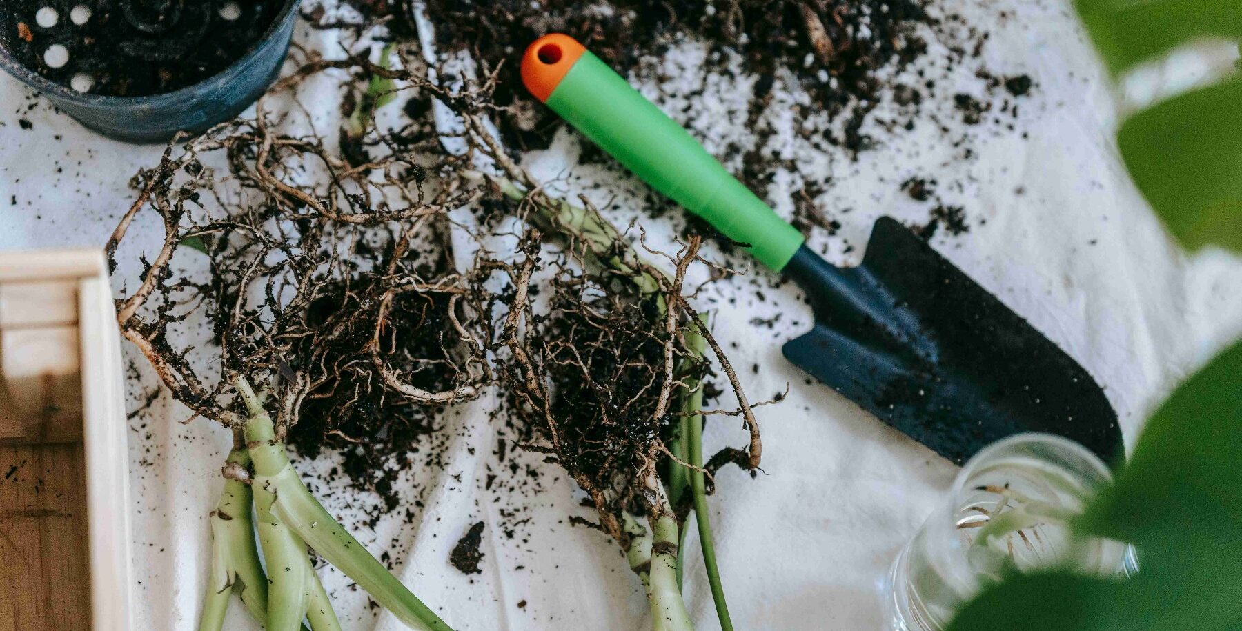 Organic Gardening at Home