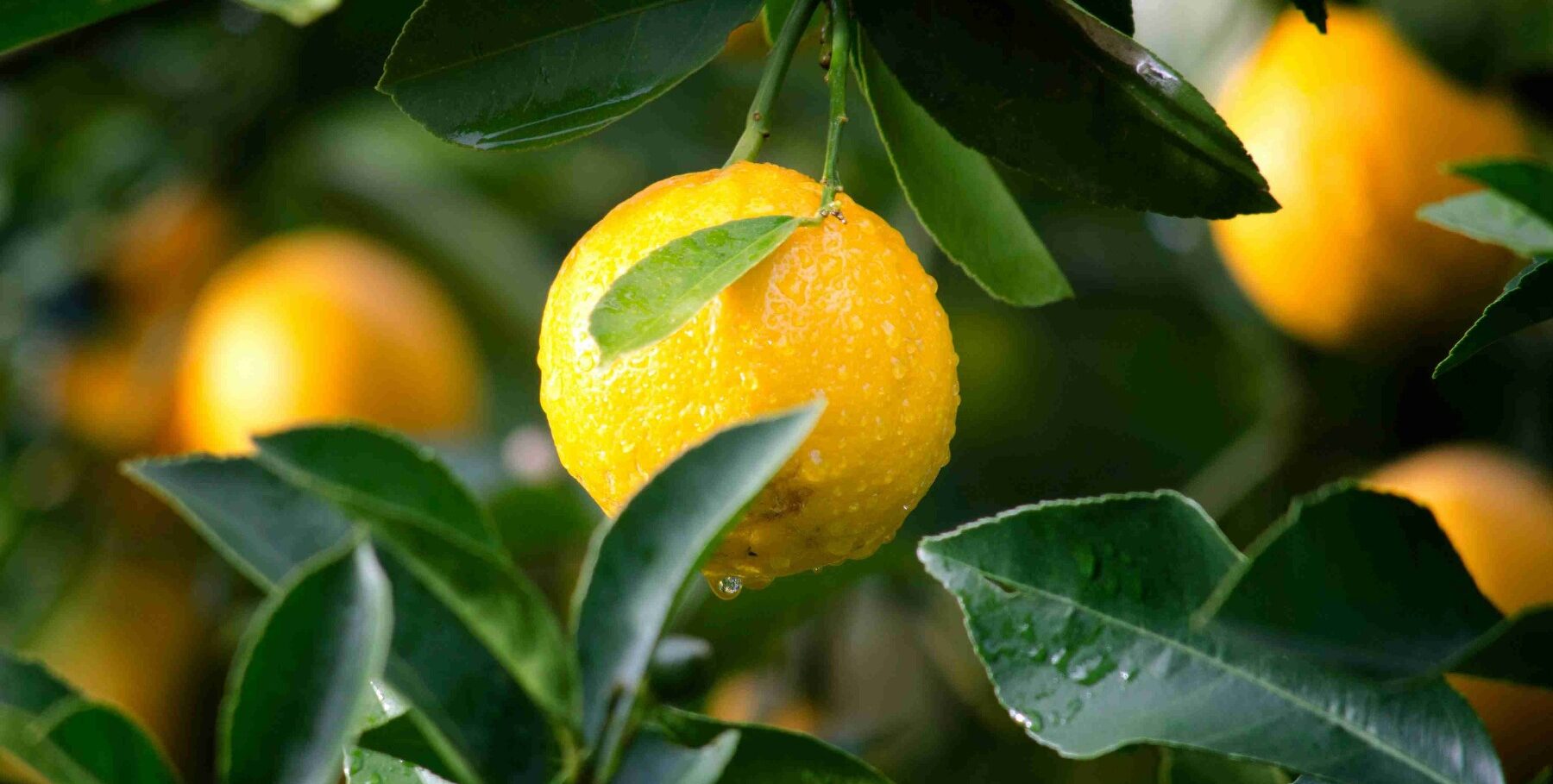 Organic gardening advantages