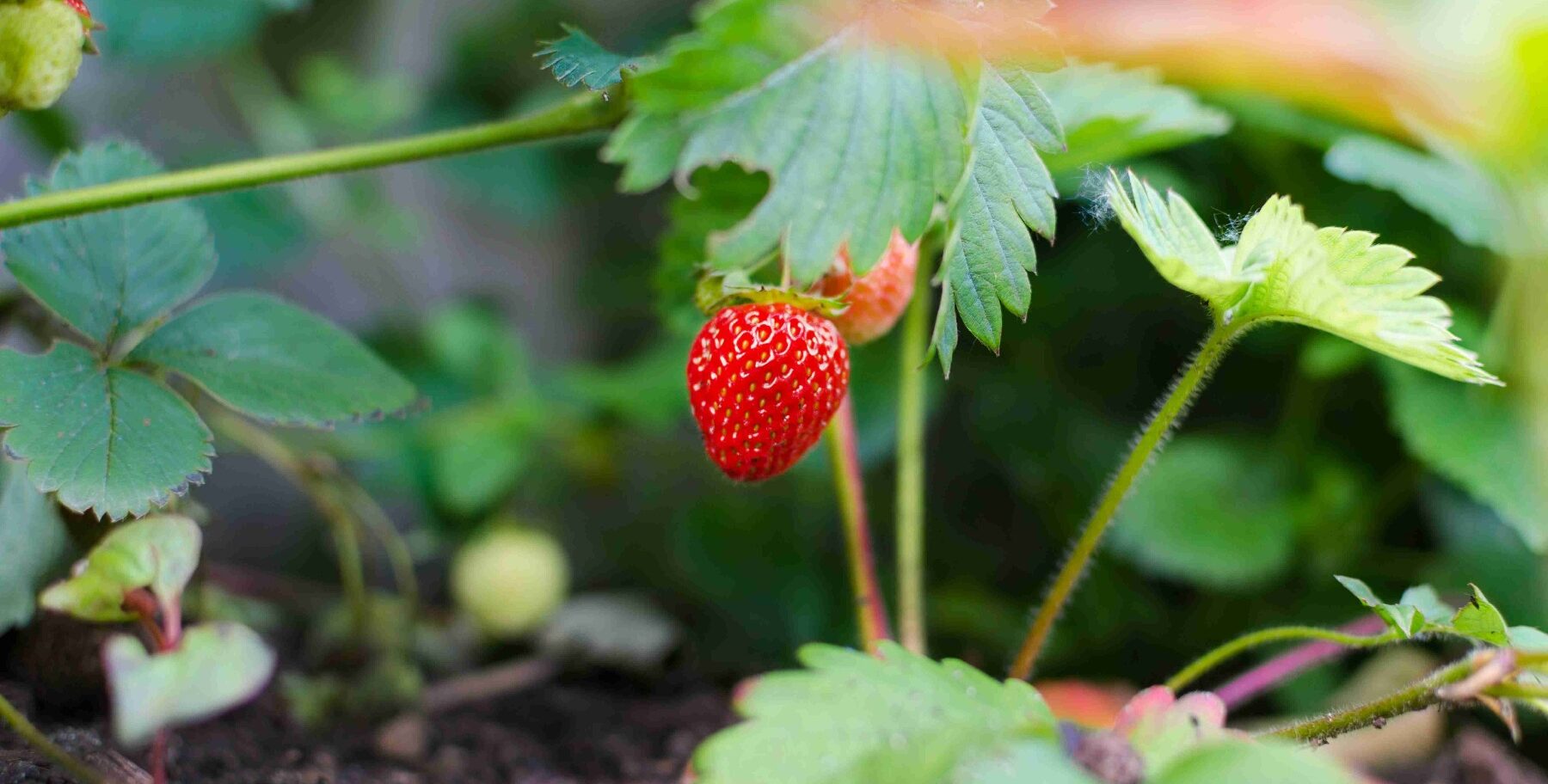 Sustainable Gardening